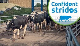 South Lanarkshire: Taking steps to enhance cow mobility